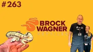 Brock Wagner discusses where he believes the Ball Python market is headed | The Trap Talk Podcast