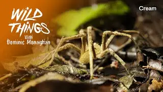 A Spider That Causes Erections? | Wild Things with Dominic Monaghan | Ecuador (Season 1 Episode 1)