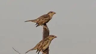 Indian House Sparrow Chicks Waiting for Food