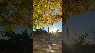 picture from fall! #shorts #nature #trees #leaved #fyp #pictures #sun #fall #autumn #nice #viral