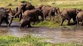 Many elephants have come down to drink water.
