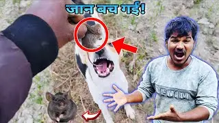 ओरियो में पकड़ा चूहा 😱 | फिर मैंने अपनी ओरियो से चूहे की जान बचाई | Daily Vlog