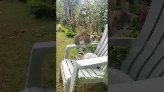Zen cats..Caturday ...calm cats  #cats #catlover #catvideosforyou #calmdown