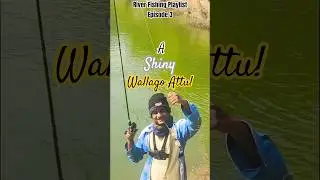 I got this beautiful Fish while fishing with prawn lure in river #fishing