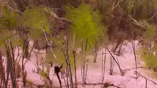 Pipefish feeding.