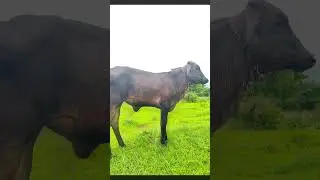 Rani ❣️✨#cowX#cow#cowsongs#cowvideos#cowanimation#cowcartoon#cowdance#cowsound#cowsblike#cowlover