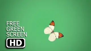 Free Green Screen - Butterfly