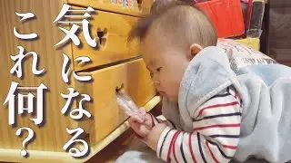 【生後８ヵ月】親の声も聞こえなくなるくらい気になっちゃう赤ちゃん