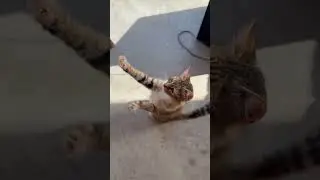 Circus cat😻 #cat #kitty #funny #show #circus