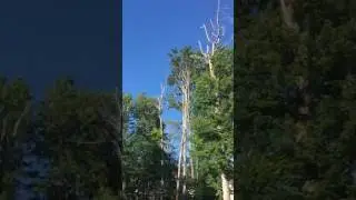 Tree Service Randolph New Jersey