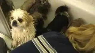 6 Pekingese in the bath
