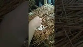 mushroom bed preparation #agriculture #agriculturestudents #mushroom#centurionuniversity