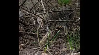 Episode 24- Predator Control