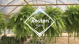 Boston Fern Plant - Front Porch Staple