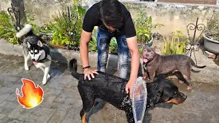 My Dogs Bath Together💦 Ambully Husky Rottweiler Review reloaded || Dog Bath