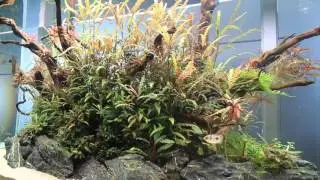 TWINSTAR Nano Plus - Aqu&aacute;rio plantado sem algas [PT]