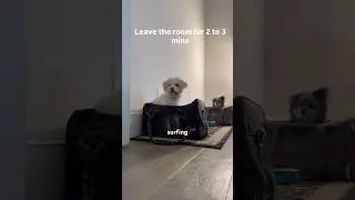 Impulse Control #startsmall #setupyourdogtosucceed #impulsecontrol #dogtraining