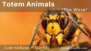 Totem Animals Healing - Week2 - The Wasp