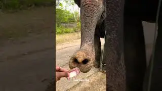 Safari park #bangladesh #safaripark #gazipur #