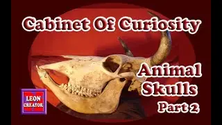 ANIMAL SKULLS -  Cabinet of Curiosity!!! - Part 2 - with Leon Hills - LEON CREATOR