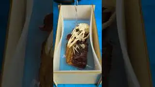 Preserving a skull in a liquid glass  #diyproject #liquidglass #5hourcrafts #shortvideo