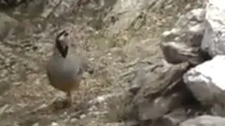 Irak Kekliği Çıldırdı / Petek_08_ Çatı avı / Partridge Rebhuhn perdreau perdiz Perdrix الحجل طائر