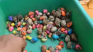 Mencari ikan buntal dan ikan hias, kelomang, keong, kepiting, ikan laut, hewan laut, belut, starfish