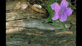 Ruellia Caroliniensis   Carolina Wild Petunia