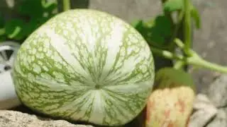 Huerto: Productos Km0 directamente de la huerta a tu mesa