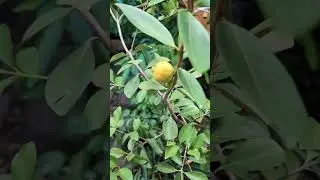 Lemon guava getting ripe. (Psidium littorale, a.k.a. yellow strawberry guava)