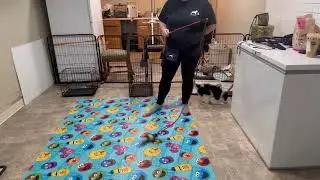 Premier Puppy Oreo Week 3 