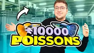 Plusieurs milliers de poissons (et des travaux dans la fishroom)