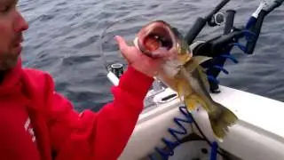 Windy day walleyes