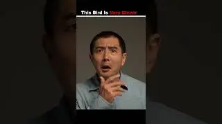 This Bird Is Very Clever 😦#shorts #facts #knowledge #ajayfactexpress