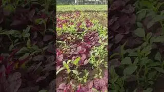 Loss Due to Low Seed Quantity & Mixed Seeds 🌱 | Hard Farming Lesson Learned