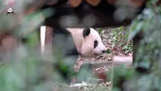 偷拍视角的花花喝水#panda#animals#cute#大熊猫#pandahehua #zoo