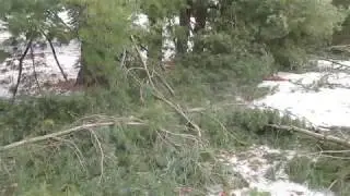 Ice Storm Damage Tree Cleanup Removal Hagerstown MD Spring Valley Washington County Maryland