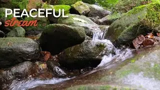 Flowing Harmony: Gentle River Soundscape - Babbling Brook - Small Gentle Streams - Soothing Sounds