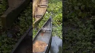 Beautiful Stream full of WEEDS #shorts #kerala #backwaters #alappuzha