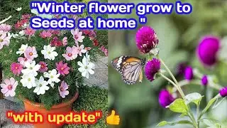 Cosmos & Gomphrena Seeds Growing Update | 100% Germination Tips#tranding#plants#seedgrow#viralvideos