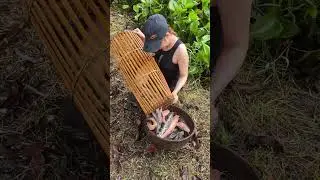Survival fish trapping skills with an unique oil fishing for big fish