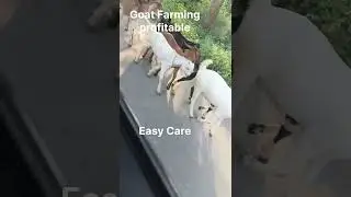 #gots #Animal #farming #business #innovation #integratedfarming #ideas