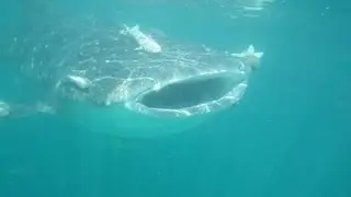 Whale shark interaction