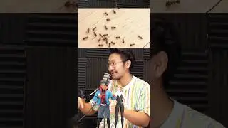 Почему не стоит убивать муравьев!