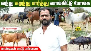 தரமும் நம்பிக்கையும் | சொன்ன அளவு பால் கறக்கும் மாடுகள் | பாண்டியன் மாட்டு பண்ணை