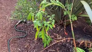 New home for Lithocarpus henryi
