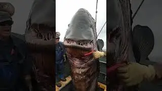 STOP Ignoring These Mysterious Sea Creatures!