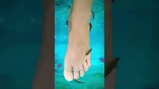 Рыбный педикюр 🤔 (объяснение)