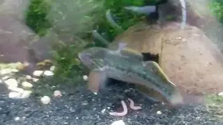 Purple Spotted Gudgeon Guards Hundreds of Eggs!