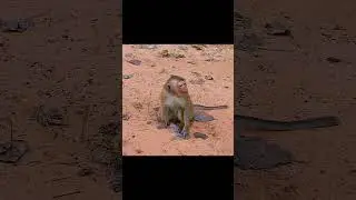 Rainbow Got att-acking  #monkey #rainbowmonkey #libby monkey